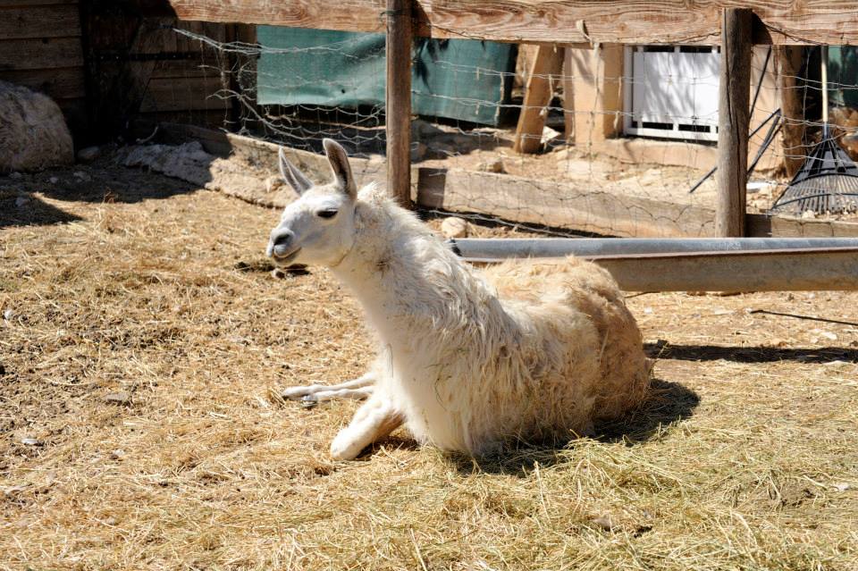 Ferme Pédagogique de La Chevauchée de l’Etoile