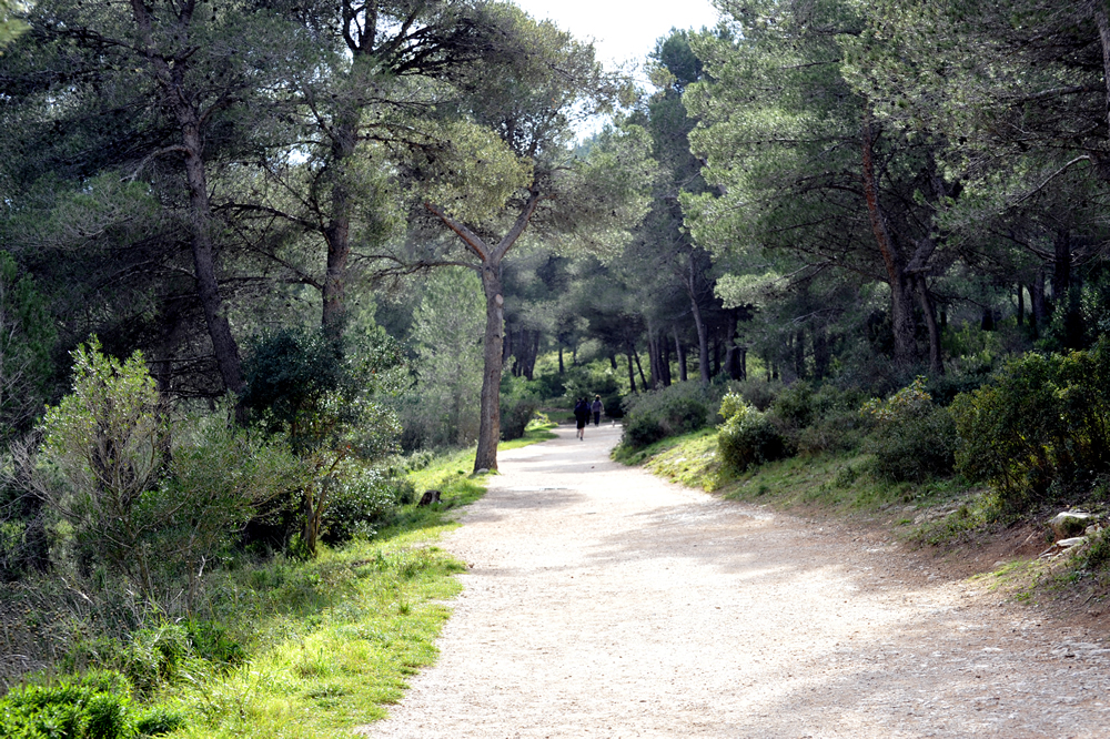 Chemin d’accès de Luminy à la Calanque et au Belvédère de Sugiton