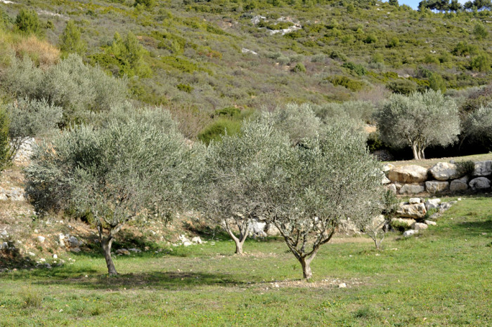 parc-departemental-de-la-negre-marseille-15