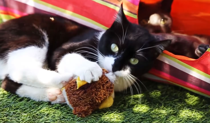 Le Jardin des Chats, Hôtel pour Chats
