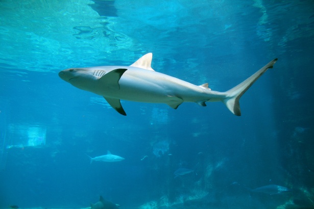 l-aquarium-de-la-maison-departementale-des-personnes-handicapees-marseille-2