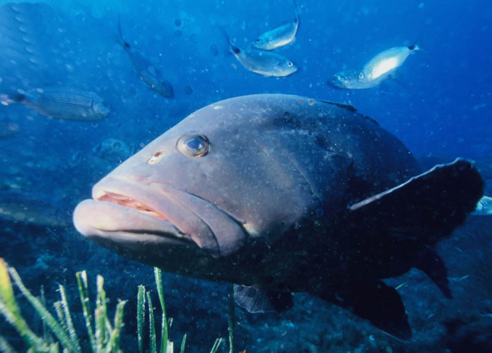 l-aquarium-de-la-maison-departementale-des-personnes-handicapees-marseille-3
