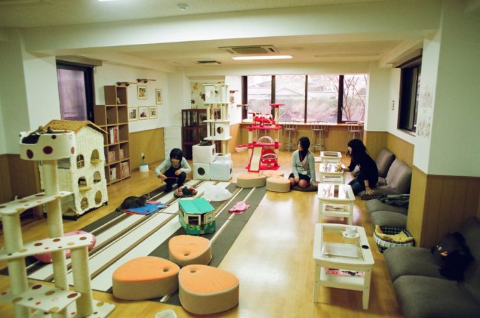 Un bar à chats à Kyoto