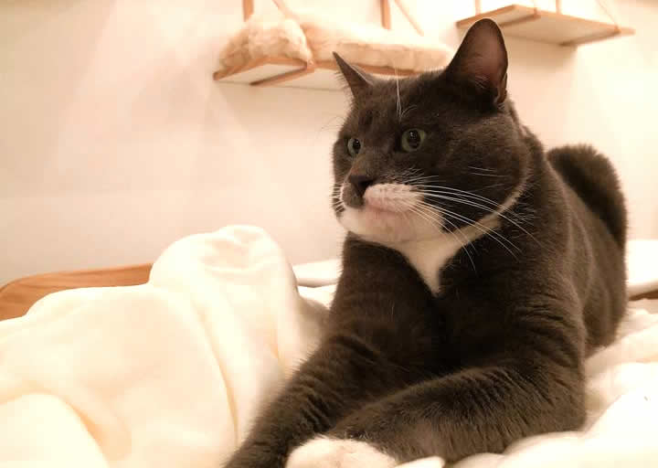 Le Coin des Chat’mis, Premier Café à Chats de Marseille